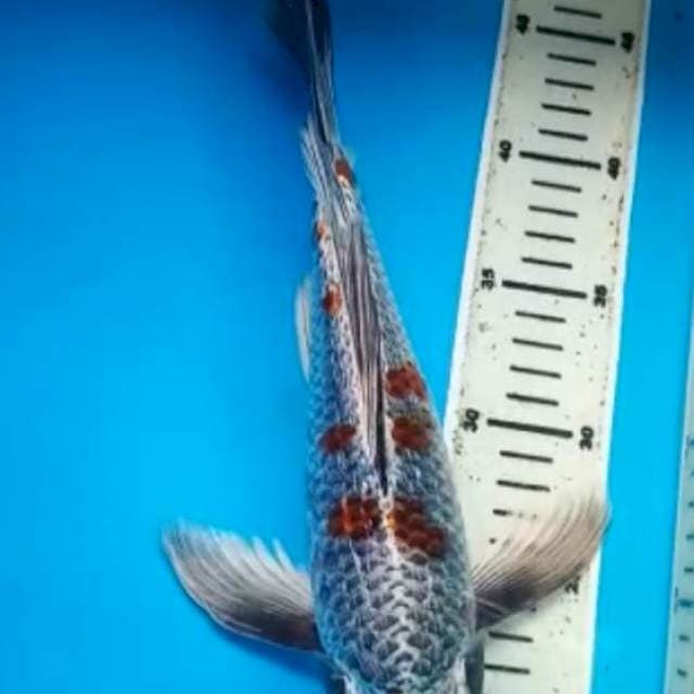 OCHIBA GINRIN BULKY 32 Cm, JANTAN