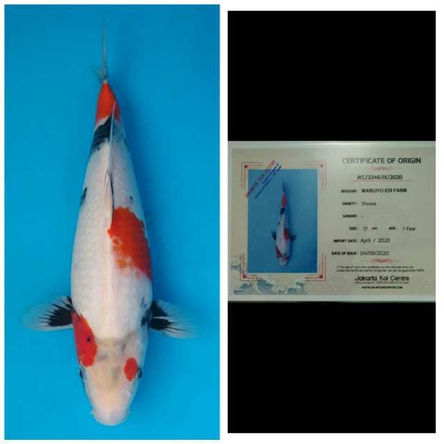 Marujyu Jumbo Tosai Kindai Showa