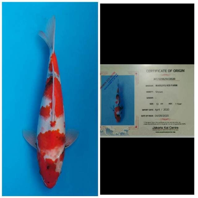 Marujyu Jumbo Tosai Showa