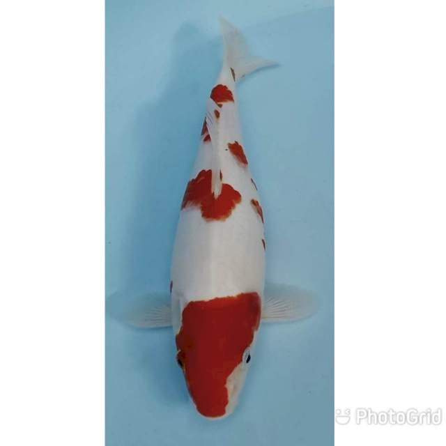 Red kohaku 27cm