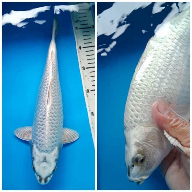 MUKASHI GINRIN BULKY 34 Cm