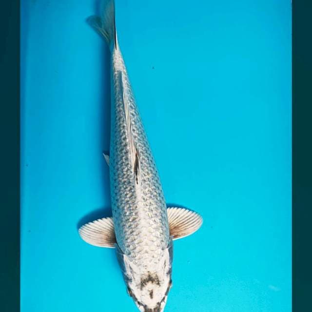 Mukashi silver ginrin 37cm