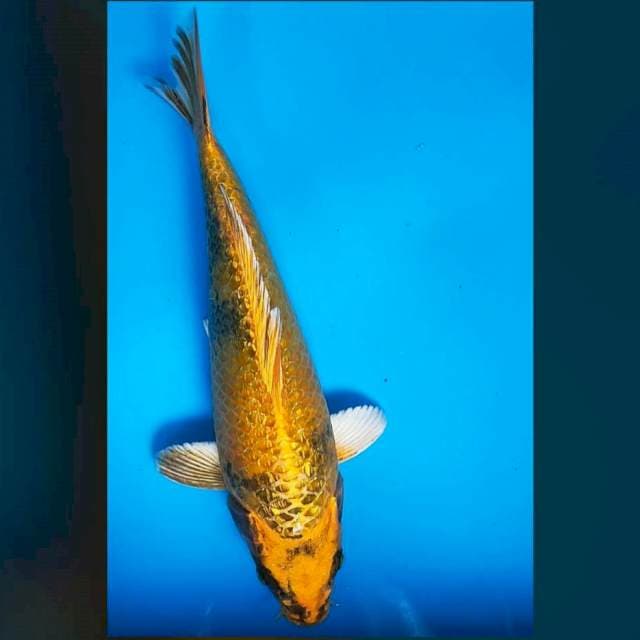 Kin showa bulky ginrin 30cm