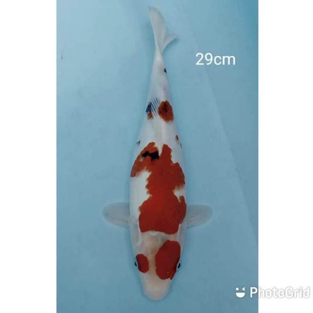 Sanke 29cm