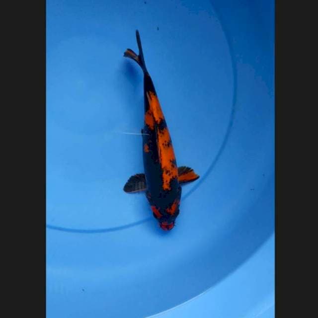 Hiutsuri 24 cm