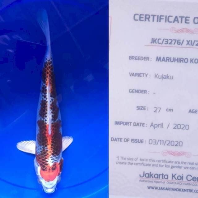 Kujaku 35bu Maruhiro Koi Farm