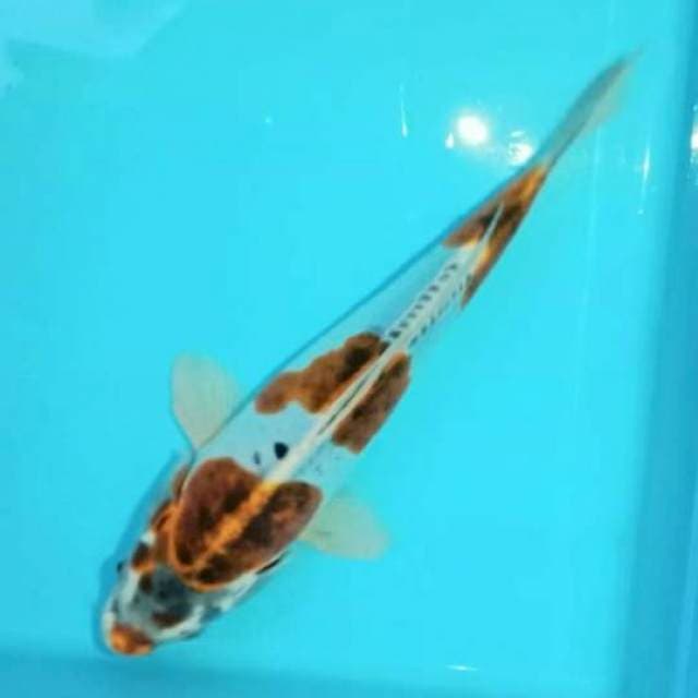 Kiko step3 27cm