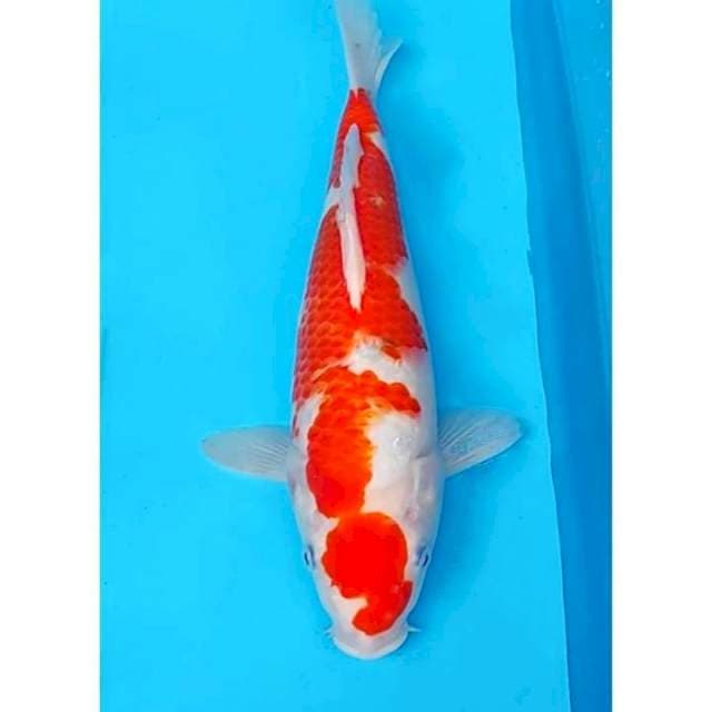Sanke (Taisho Sanshoku) Good Body 32cm (M)