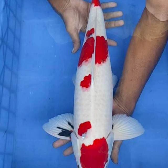 Showa 53cm