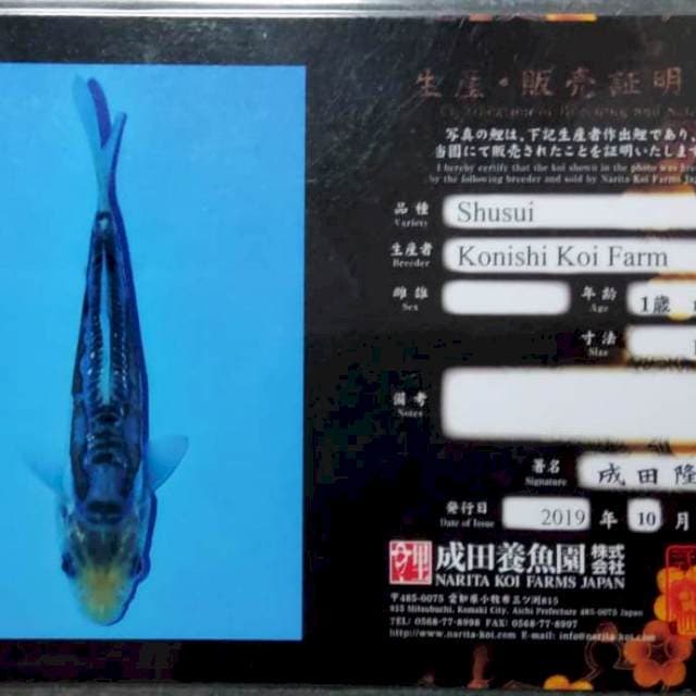 Hana Sushui Serti KONISHI Koi Farm 50 BU (MALE)