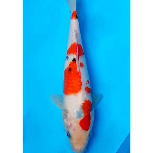 Taisho Sanke Tategoi Original 24cm