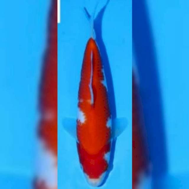 Kohaku Dainichi