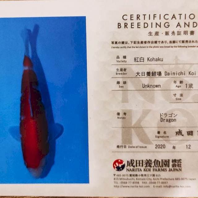 Kohaku Dainichi