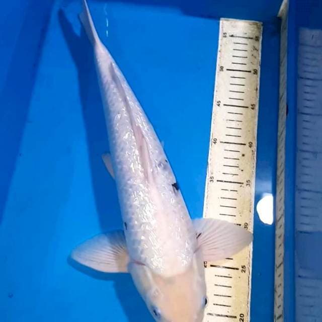 SHIRO GINDRIN 43 CM MALE