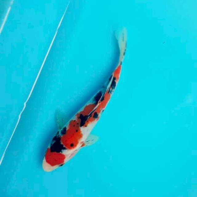 Maruten sanke 15cm