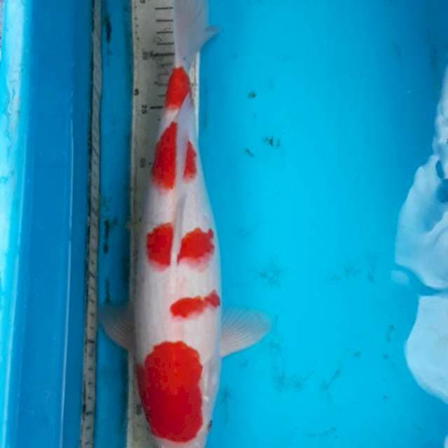 Kohaku 38 cm F