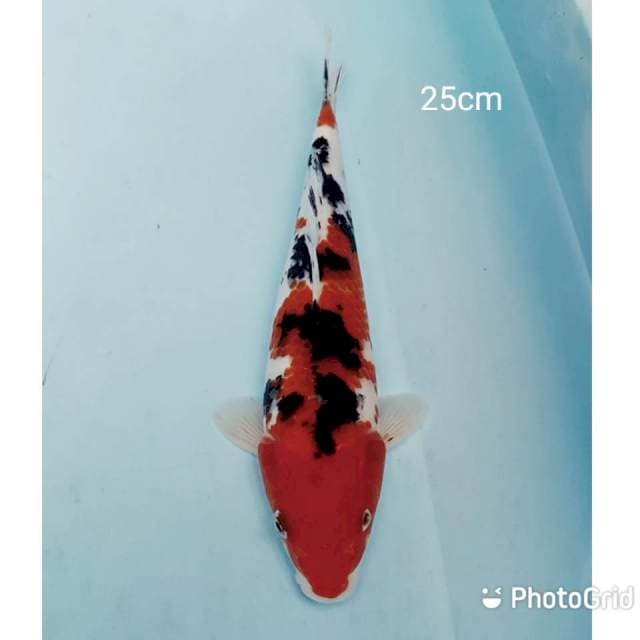 Sanke 25cm