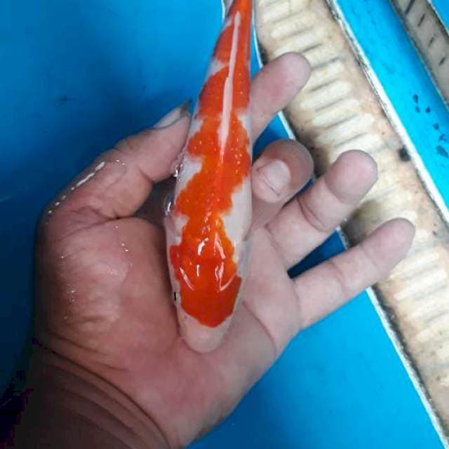 Kohaku