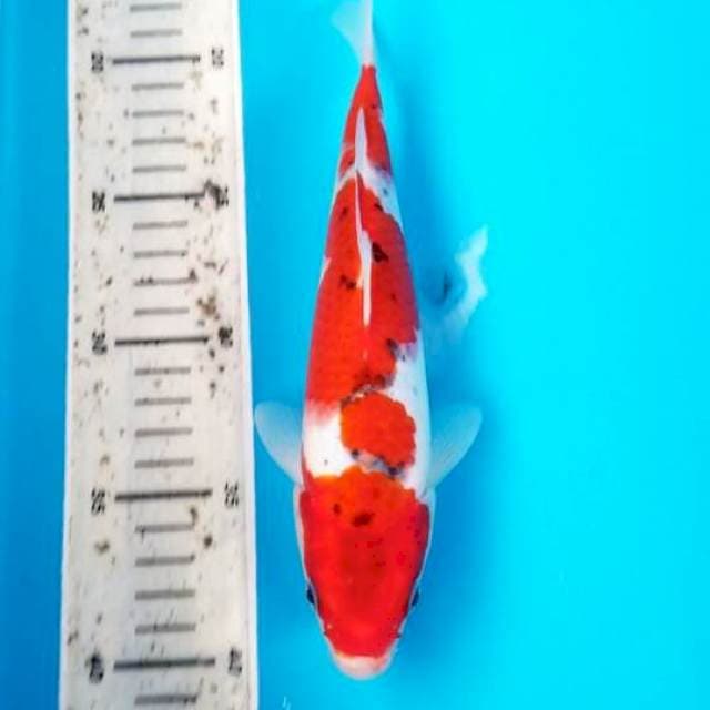 GOSHIKI 23 CM