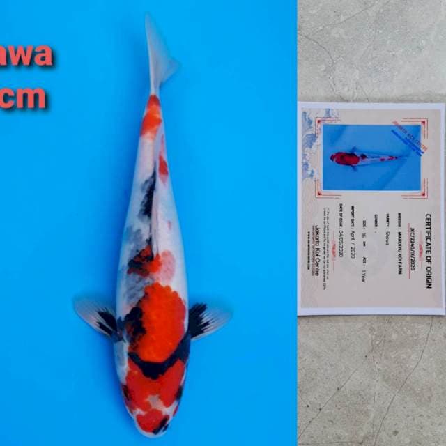 okawa showa 30cm certy