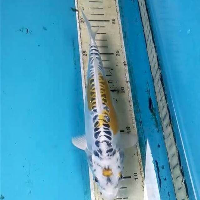 Doitsu Hariwake 20cm