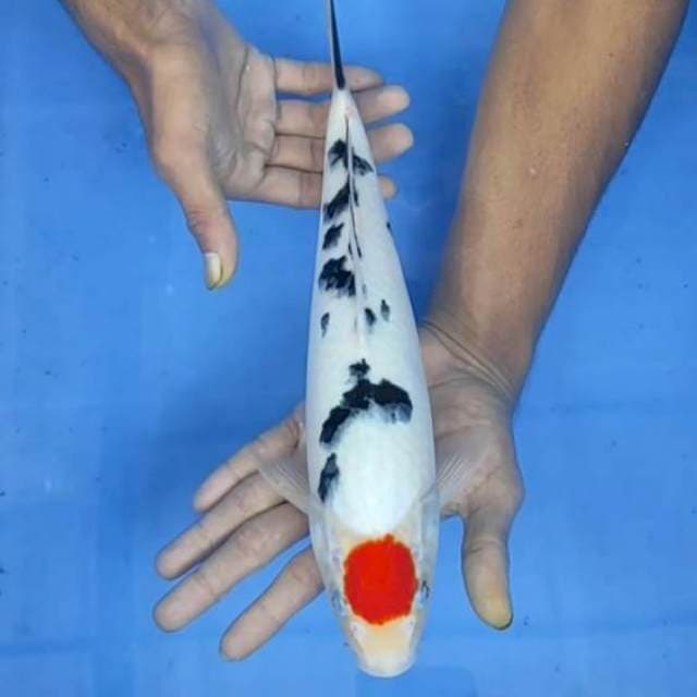 Tanco sanke 33cm