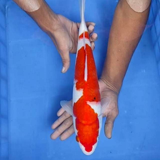 Sanke 38cm