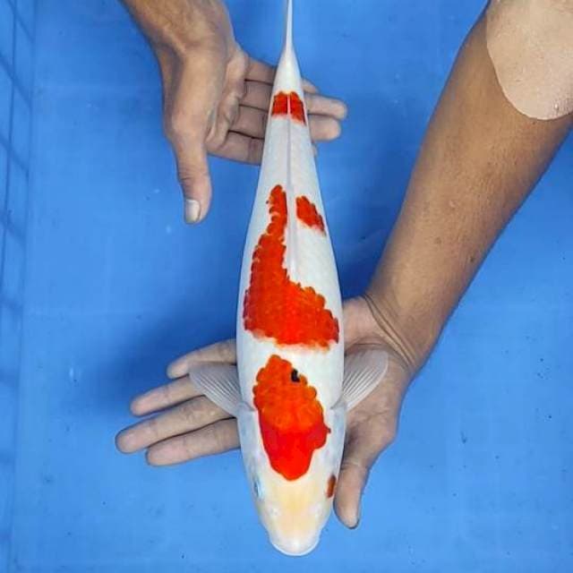 Sanke 37cm