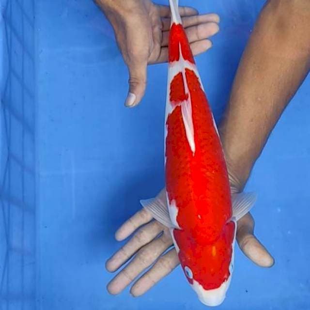 Kohaku 38cm