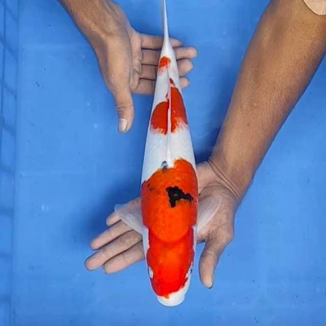 Sanke 36cm