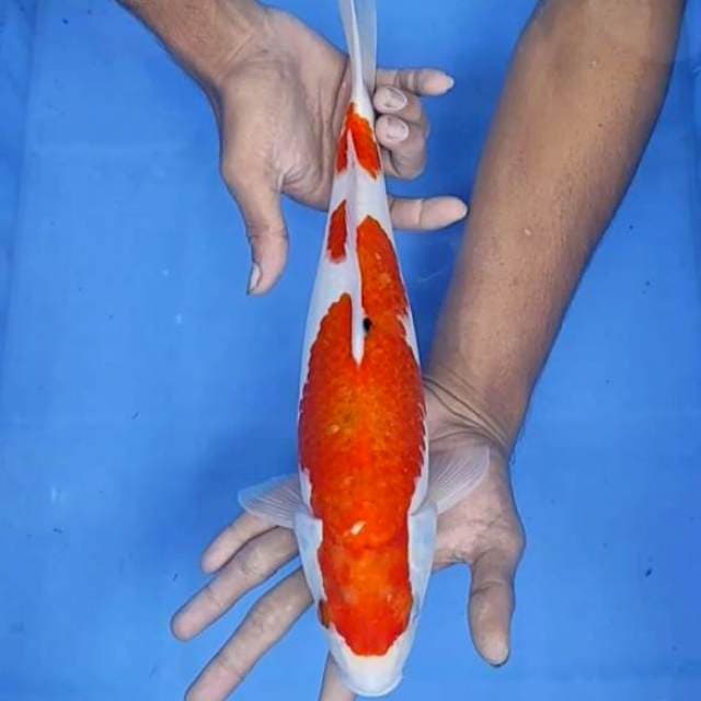 Sanke 35cm