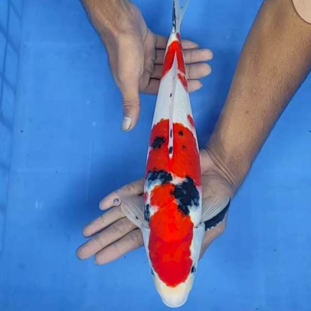 Sanke 36cm