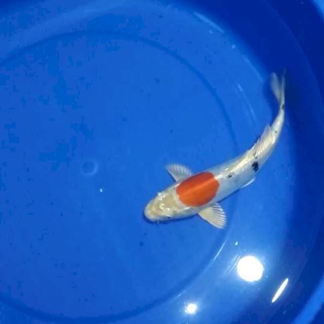 24cm