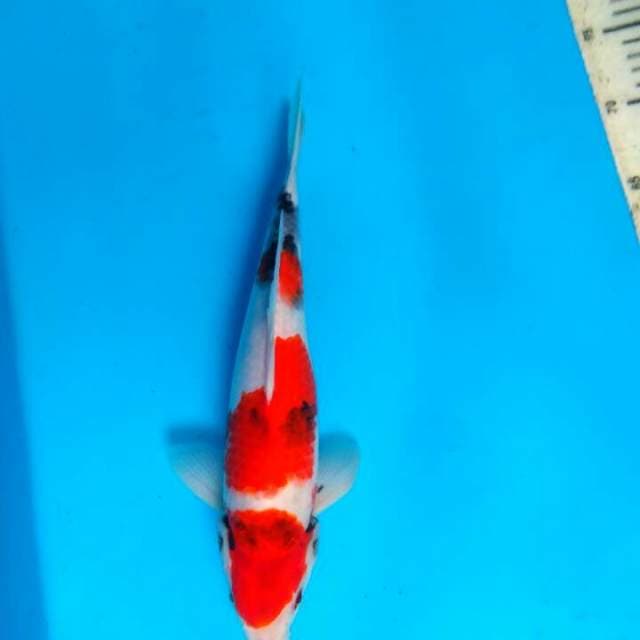 Showa 31cm