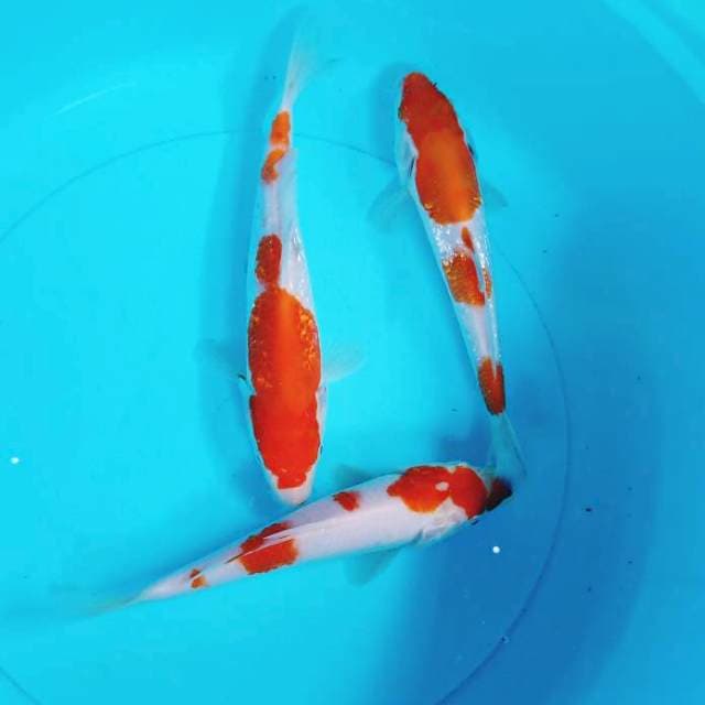 Kohaku 3 ekor