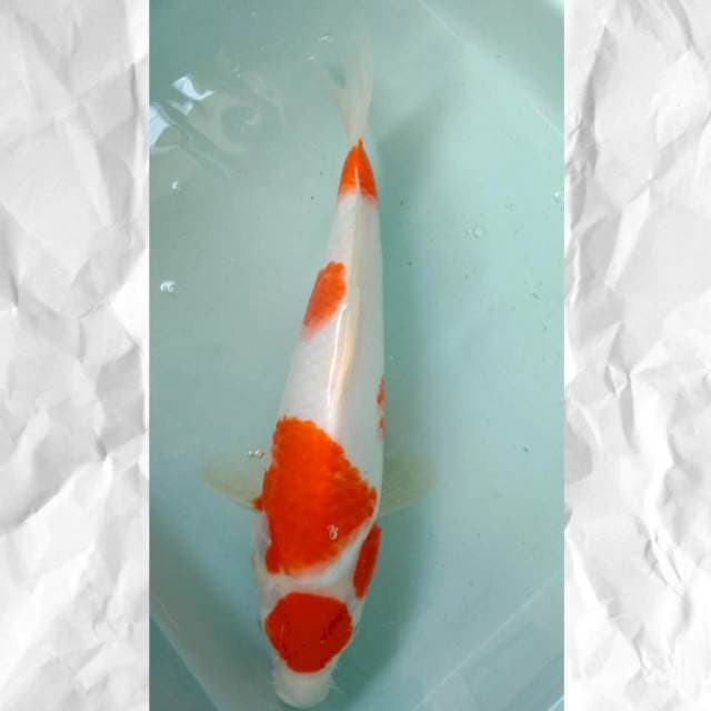 Kohaku #30 cm