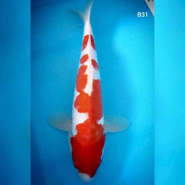 !! Kohaku doit/30cm.
