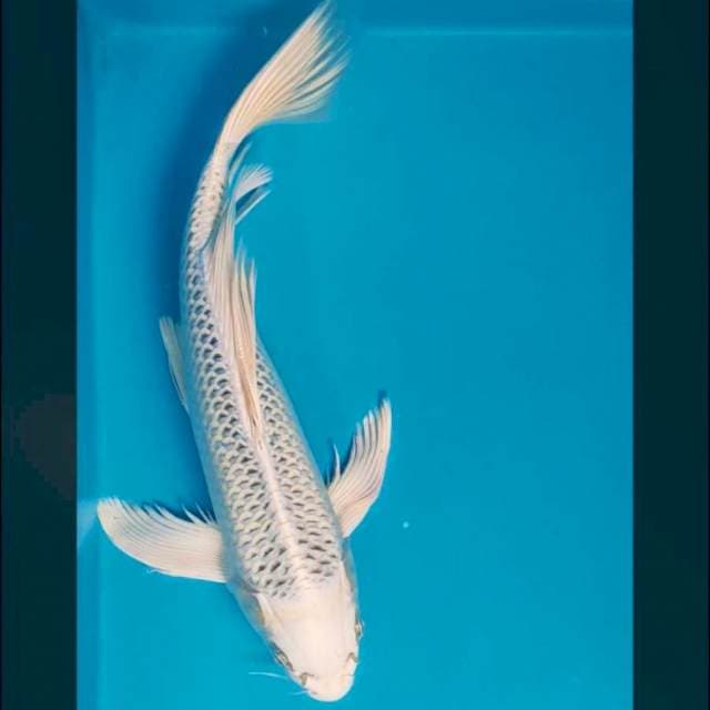 Kumpay gin matsuba 37cm male
