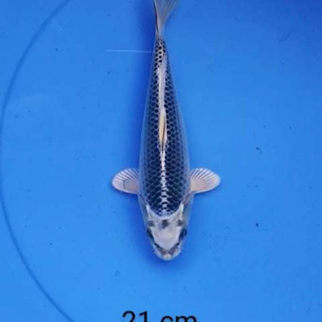 Gin matshuba bersih 21 cm
