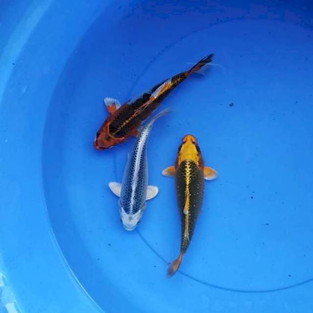 Mix mantab