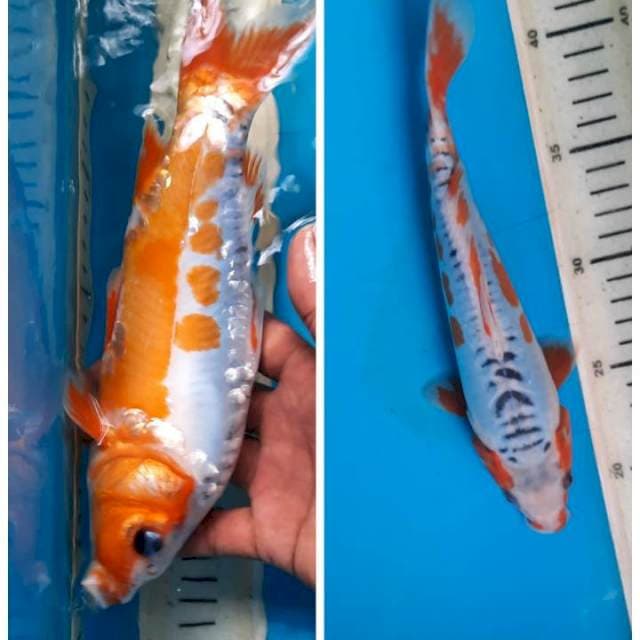 Shusui 23cm