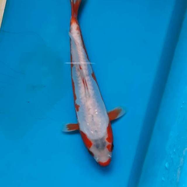 Khosui 23cm
