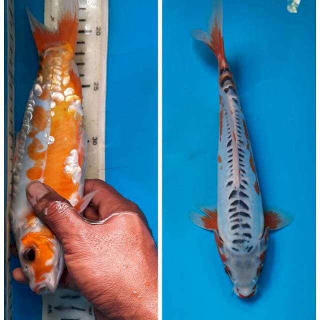 Shusui 26cm Nb sirip sblh sobek