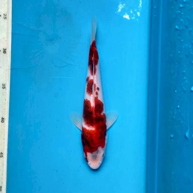 Ai Koromo 22cm
