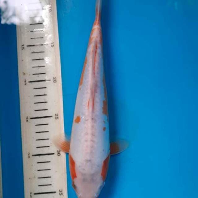 Khosui 30cm female
