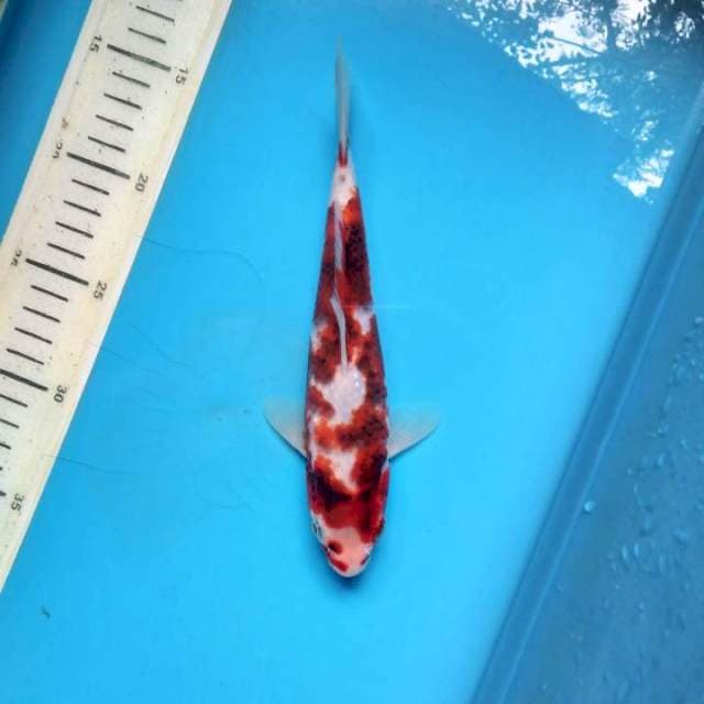 Goromo 21cm