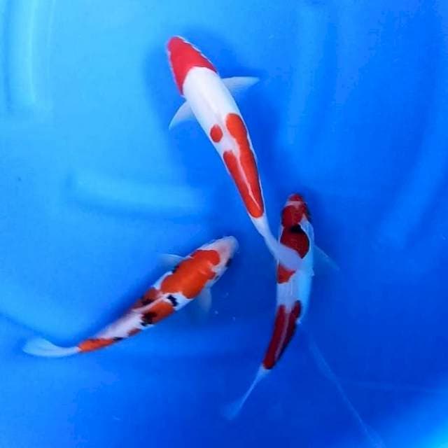 3 EKOR DOITSU # 24-27CM