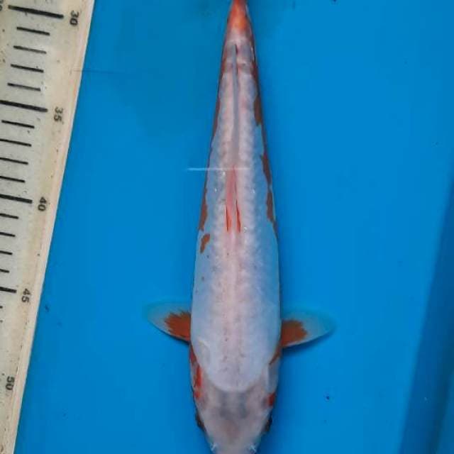 Khosui 29cm