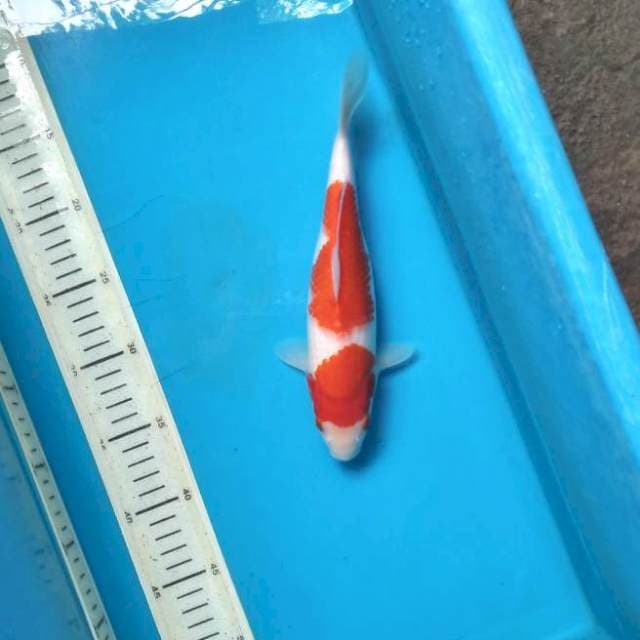 Nidan kohaku 25cm female