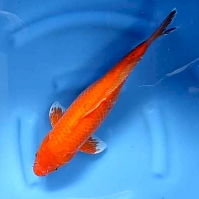 JUMBO AKA HAJIRO # 44CM